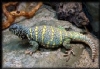 Uromastyx Resimleri