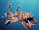  Ahtapot (Octopus) Hakknda Ksa Bilgi