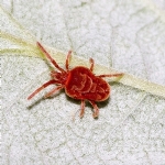 Akar (Mite) Resimleri