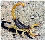 Akrep Resimleri
