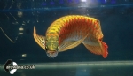 Arowana Bal��� Hakk�nda Bilgi