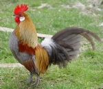 Asker marsi esliginde y�r�yen horoz