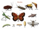 Böcekler Hakkında Genel Bilgi