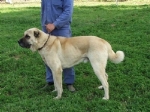 BOZ �OBAN K�PE�� (BERIVAN von BOZKENNEL) 