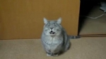 Bu kedi ne anlatmaya �al���yor?
