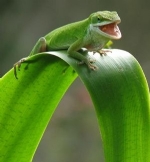 Bukalemun Resimleri
