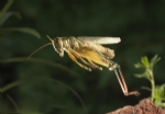 �ekirge Resimleri