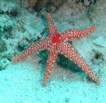  Denizy�ld�z� (Asteroidea) Hakk�nda K�sa Bilgi