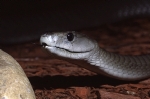 Dünyanın en zehirli yılanı