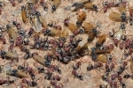 Grup Halinde Yaşamak Karıncaları Nasıl Etkiler?