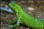 Iguana Hakk�nda K�sa Bilgi