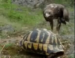 Kaplumba�a Resimleri