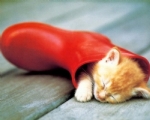 Kedi Hakk�nda K�sa Bilgi