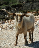 Kurban Kesimi le lgili Mstehab ve Mekruhlar