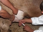 Sığır Hastalıkları     Önemli Bakteriyel Hastalıklar