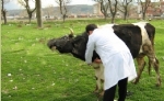 Sığır Hastalıkları     Önemli Vital Hastalıkları 