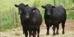 Sığırlarda Dış Gürünüşe Göre Sınıflandırma