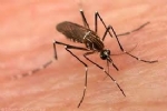 Sivrisinek Hakknda Ksa Bilgi