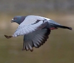 U�an g�vercin Resimleri