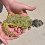 Uromastyx Hakk�nda K�sa Bilgi