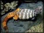 Uromastyx Resimleri
