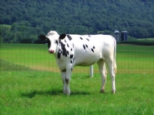 Kar���k Hayvan Resimler