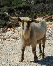 Kar���k Hayvan Resimler