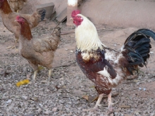 Kar���k Hayvan Resimler