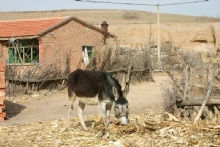 Kar���k Hayvan Resimler