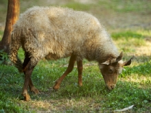 Kar���k Hayvan Resimler
