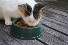 Kedi  Yem ve Mamalar�